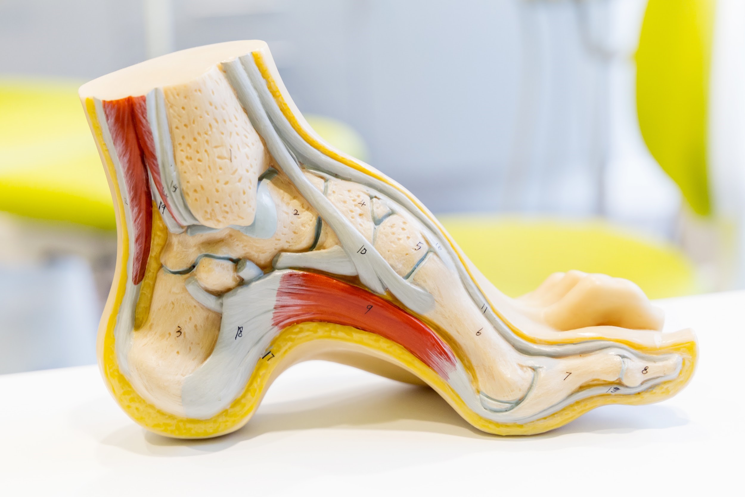 ball feet bone anatomy